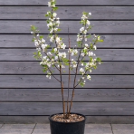 Okrasná jabloň (Malus) ´Comtesse de Paris´ - výška 90-120 cm, kont. C9L